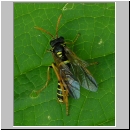 Tenthredo scrophulariae - Braunwurz-Blattwespe 06.jpg